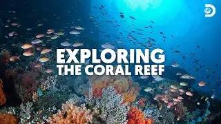Neither #Rome (nor Coral reefs) were built in a day! | #Coralreefs | Discovery Channel