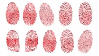 Individual Characteristics of Fingerprints