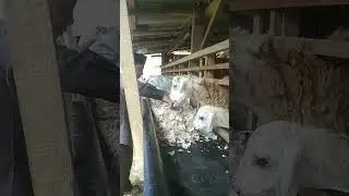 Usaha ternak kambing, Bisnis yang menjanjikan #shorts #bisnis #kambing