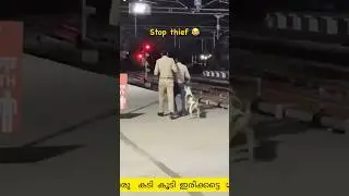 Try Not To Laugh 🤣 Funny Dog Moments #funnyvideo #dogs #shorts #pets #funnydogs #fyp