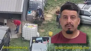 At least 36 dead roosters found in yard from apparent cockfighting ring