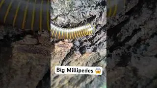 😱Big Millipedes 💀🤯 #reels #snail #animals #survival #new #phonk #animal #shortvideo #animallife