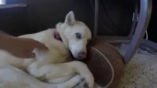 Hyper Active Husky