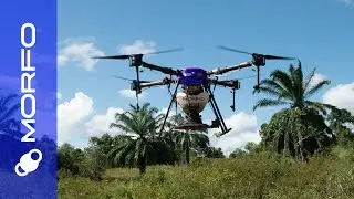 MORFO's 4-Step solution for large-scale tropical reforestation