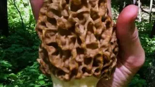 Early missouri Morel mushroom  hunting secrets with rockdog923