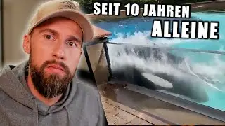 Orca schl&auml;gt sich selber den Kopf ein.. - Alleine eingesperrt seit 10 Jahren | Robert Marc Lehmann
