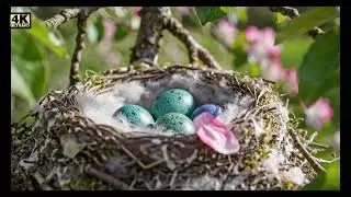 Spring Relaxing Music - Beautiful Spring Music 🌿 Relaxing Piano with Birds Singing &ndash; Calm