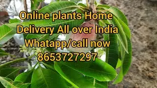 Online plants Home Delivery All over India