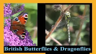 British Butterflies and Dragonflies