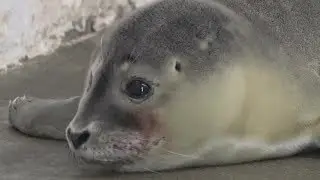 Welcome Pearl's Baby Harbor Seal Pup!