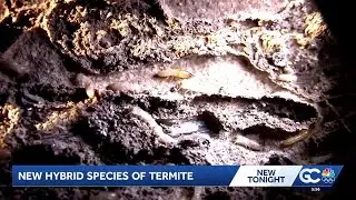 Researchers discover new hybrid termite species in Florida