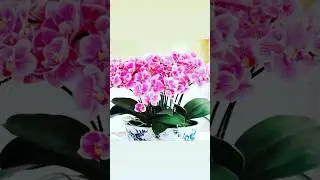 FLOWERS POWER
