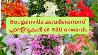 ബൊഗൈൻവില്ല കവർ സൈസ് പ്ലാന്റുകൾ 80 രൂപ മുതൽ#9744093491# bouganvilla cover size