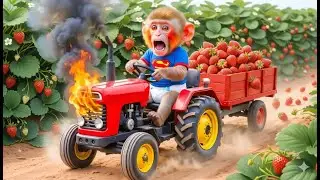 Strawberry Harvest Goes Wrong &mdash; Monkey&rsquo;s Tractor Faces Serious Danger! 🚜🔥