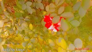 Soothing Scenes of Natural Beauty- Kitchen Garden