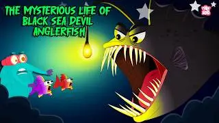 The Black Sea Devil | Life of Deep Sea Devil Anglerfish | Creepiest Fish in The Ocean | Dr. Binocs