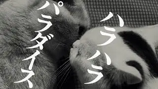 小僧猫のネコハラはおじ猫に通用するのかな