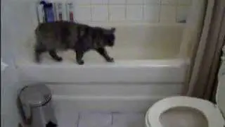 Dixie+Toilet=Funny