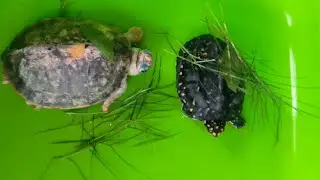 Tolu molu ko snan Karwakar unlogo ka Puja kiye 🌺👌🏻🙏🏻
