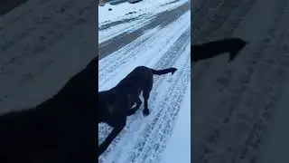 dog runs back and forth