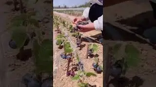 S.K.N Agriculture University jobner.  Horticulture Department 🥭🍊🍇🫐🫒🥝🍐🍏🍋🍓