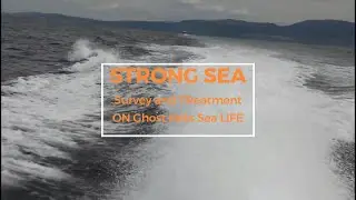 Le attività in mare del progetto STRONG SEA LIFE