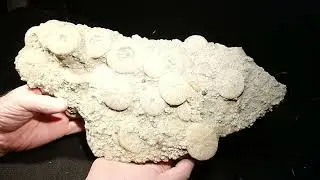 Lots of fossil Echinoids in One Rock!