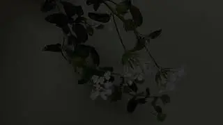 beauty of falling flower - bird in north river
