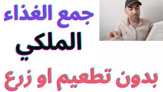 الجهاز الاسطوري ............جمع كميات كبيره من الغذاء المكي بدون(تطعيم يدوي)