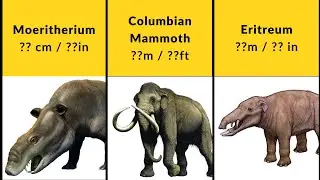 Elephant Size Comparison