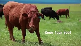 Cape Grim - Know Your Beef