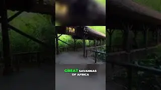 Harambe Wildlife Reserve  Africa's Savanna Conservation