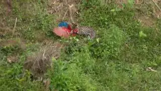 Ocelot succesfully hunts for Red-and-Green Macaw in Tambo Blanquillo - Private Reserve