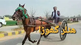 Hitler Ghorra Race Full Try 26.02.21 Hitler Horse Race Try Jumma Shughal 2021 Pakistani Tonga Racers