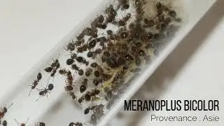Meranoplus bicolor FOURMISHOME
