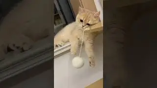 Another Funny Cats Compilation Part 8 #cat #catshorts #catlovers #funnycats #cats #trending #trend