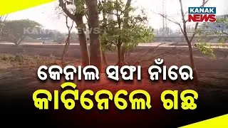 Illegal Tree Cutting In Name Of Cleaning Canal | Bhubaneswar's Balianta Block
