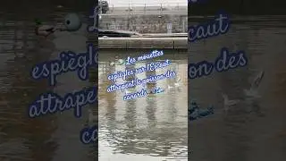 🦆🐦 Les mouettes espi&egrave;gles sur l&rsquo;Escaut attrapent le poisson des canards 🎣🌊 #vlog #travel #like