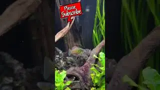 The Florida Flag Fish is one of the best and prettiest algae eaters out there‼️