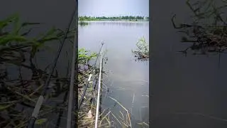 This lake was load of fish #floatfishing #handpole #tilapiafishing #carpfishing #Cauca #pesca