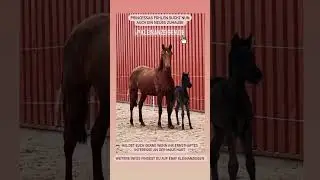 Princessas Fohlen 😍 @askino.consas #original #equestrian #pony #fohlen #askino
