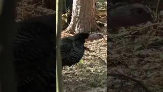 Jake Gettin That Gobble Figured Out! #turkeys #jake #21harvest #tom #turkeyhunting #turkeyseason