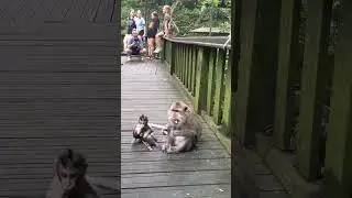Adorable Baby Long-Tailed Macaque in the Ubud Forest - Unforgettable Moments