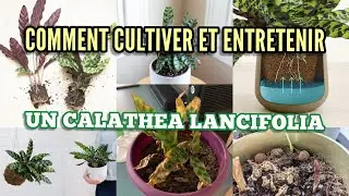 Comment cultiver  et entretenir un Calathea lancifolia