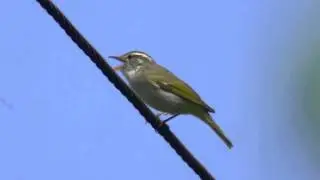 Eastern Crowned Leaf-warbler (Phylloscopus coronatus)