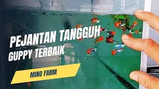 PEJANTAN TANGGUH SORTIR TERKERAS! GUPPY SUPER