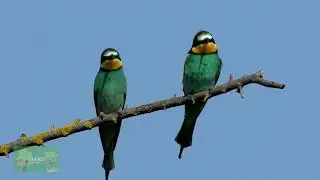 How European Bee-Eaters Hunt: Amazing Bird Flight Skills | Divine Designs