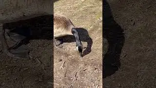 CANADIAN GEESE FORAGING #SHORTS