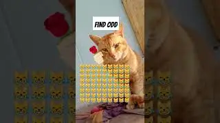 FIND ODD CAT #shortsviral #youtubeshorts