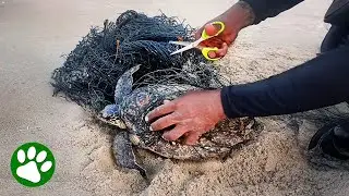 Man cuts net to save turtle